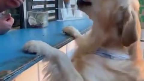 น้องหมาหิวไอติม - Funny and cute dog videos