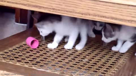 15 Abnormally Strange Cats, That Actually Exist in the World.