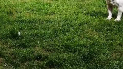 French Bulldog Saves Owners from Feather