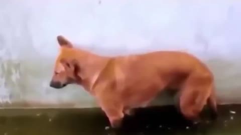 perrito durmiendose y se despierta de un chapuson