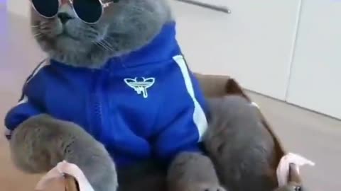 Pool Party Cat #shorts