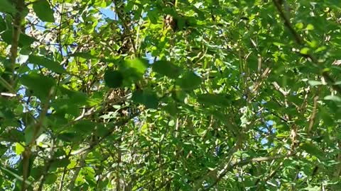 Bees swarming; a celebration of Freedom