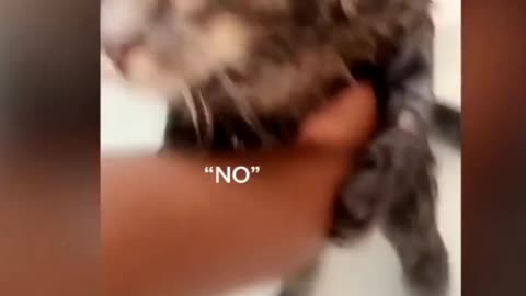 Funny Cats talking !! these cats can speak english better than HUMAN