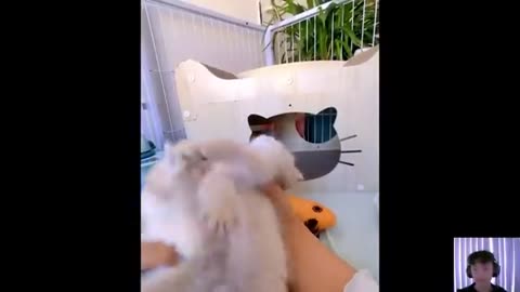 Cat videos cute cats kittens 😻🐾 3
