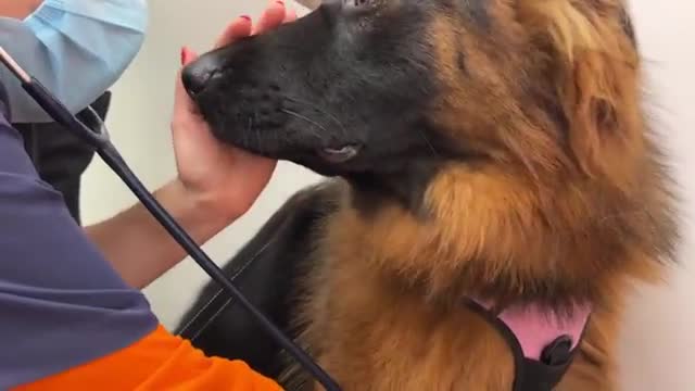 German Shepherd Puppy is Scared of Visiting the Vet
