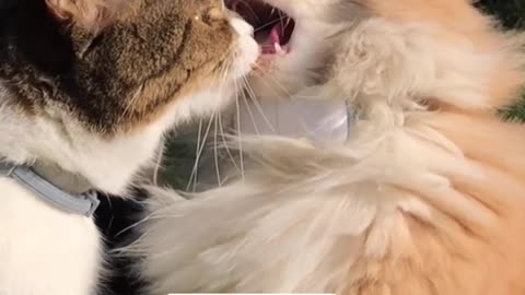 Funny Cats Cute French kissng