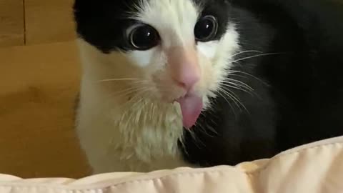 a cat with a tongue 😝