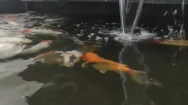 Koi fish pond