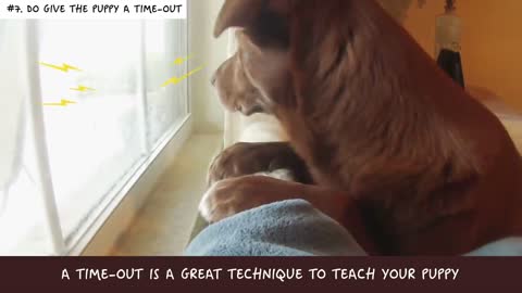 dog hacks