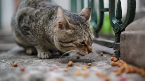 CATS EATING FOOD