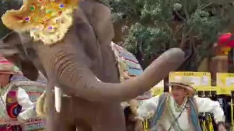 Baby Elephant