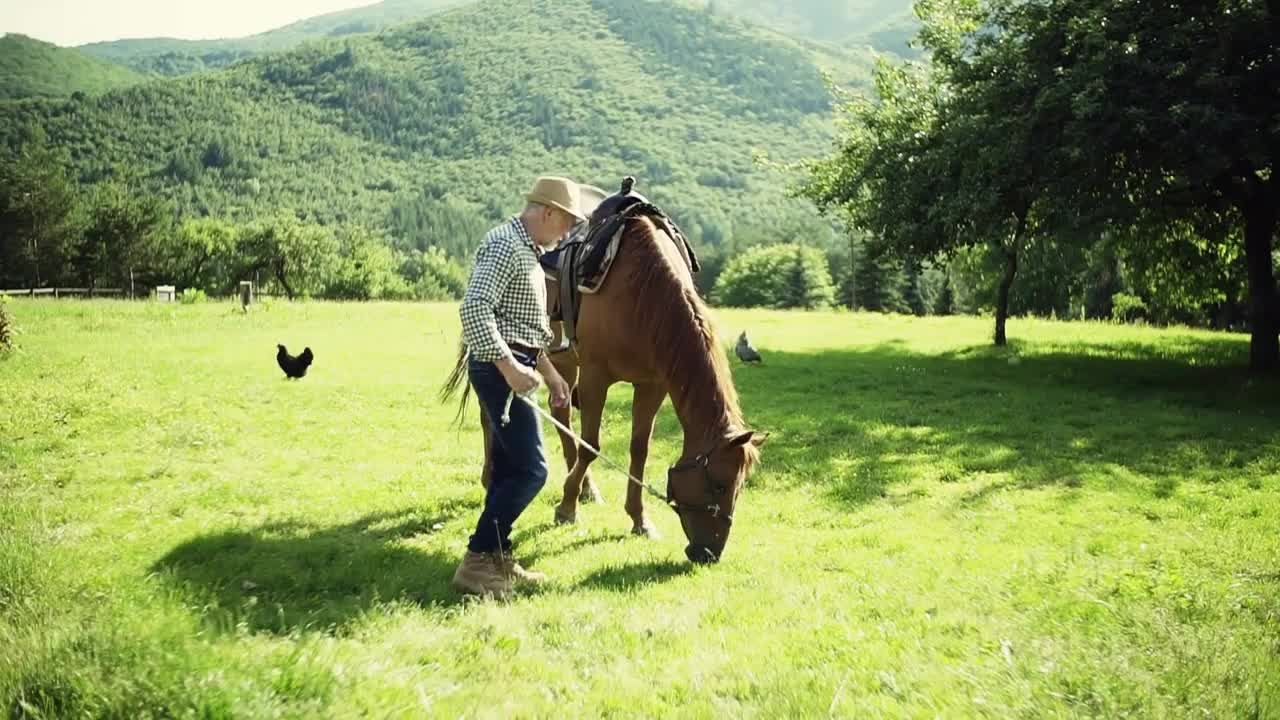 A happy senior man holding a horse grazing outdoors on a pasture