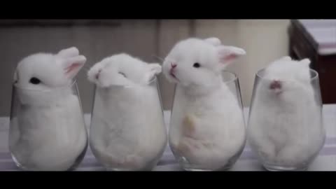 four water cup bunnies