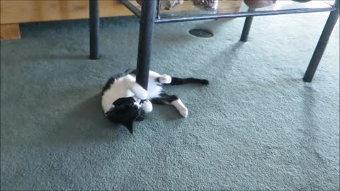 Pookie Pole Dances