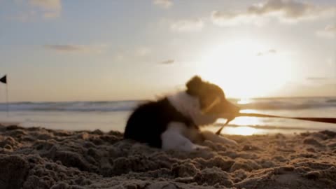 Dog playing on the beach in sand