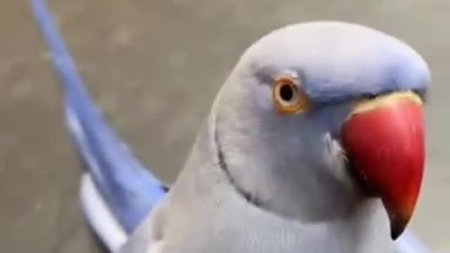 One of the series of parrots learning to speak