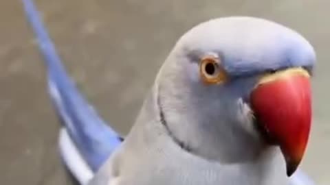 One of the series of parrots learning to speak