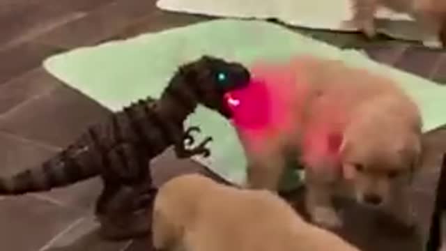 Little_dogs_crazy_moments_😜_Dog_funny_video_#Shorts(360p)