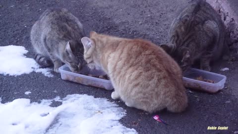 Mother cat is without kittens today