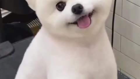 Cute Puppy and a Funny Animal video and a Dog Lover and Other Cute Animals video are available here.