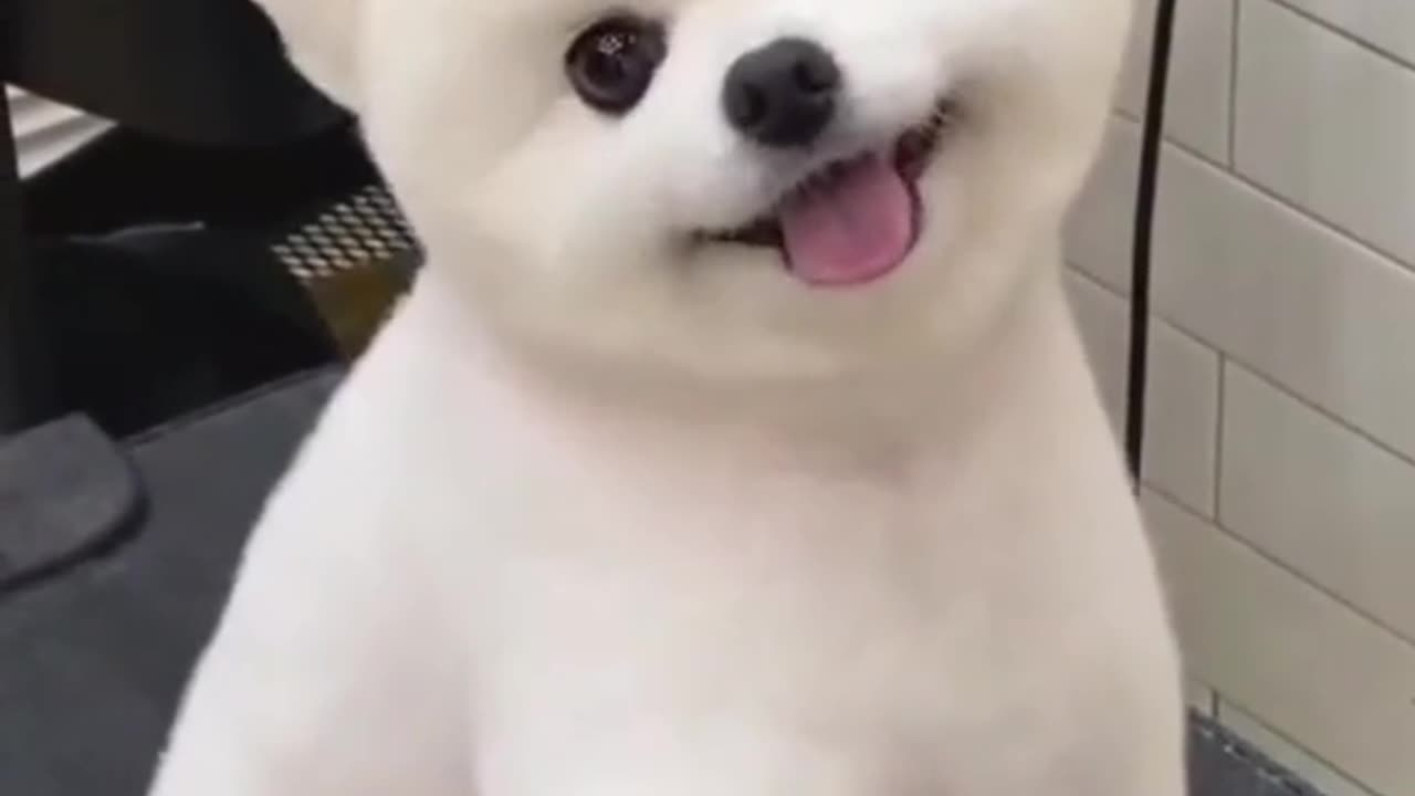 Cute Puppy and a Funny Animal video and a Dog Lover and Other Cute Animals video are available here.