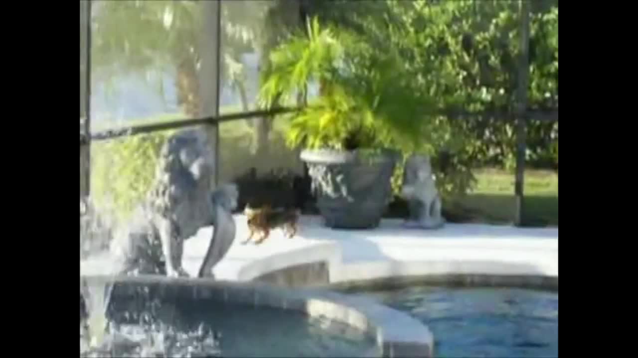 Yorkie Does a High Dive!! (well, for a Yorkie that is :))