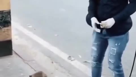 Monkey reaction Video