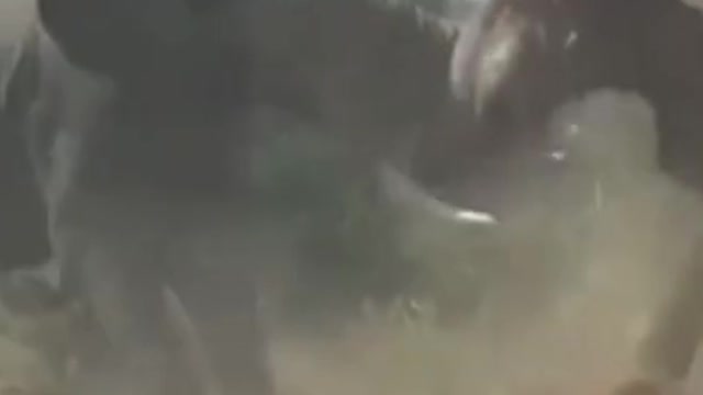 Elephant Vs Elephant Fight #shorts