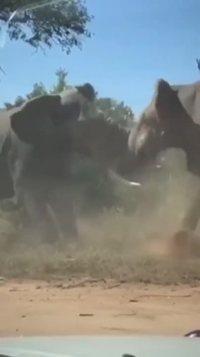 Elephant Vs Elephant Fight #shorts