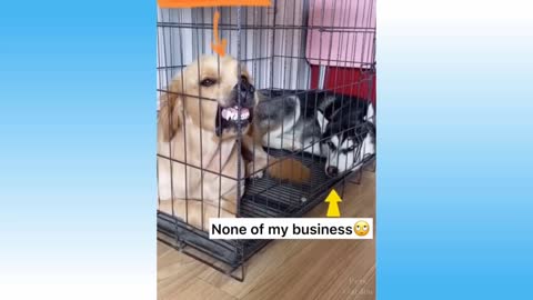 Cute Pets And Funny Animals Compilation#12 Catanddogsvideos
