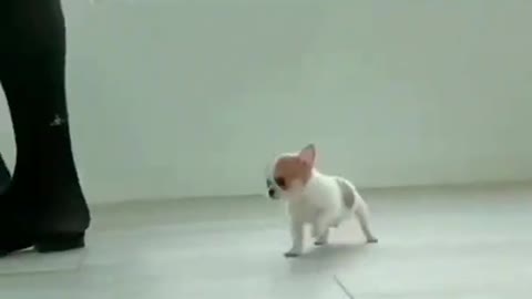 Cute & Funny Animals Videos Compilation🐕‍🦺 Pets, Dogs & 🐱 Cats Compilation 2022 #shorts