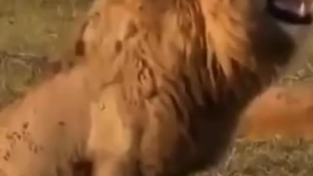 OMG So Cute 😂Funny Cats and Dogs Best Funny Animal Videos 2022 😂 #cats