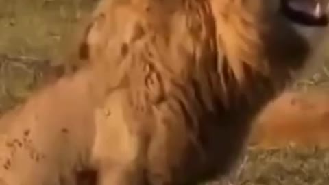 OMG So Cute 😂Funny Cats and Dogs Best Funny Animal Videos 2022 😂 #cats