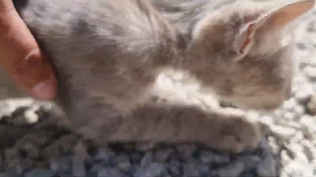 Cute Smoky Kitten Is Meows#QuiteCatVideo