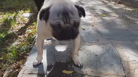 REVERSE SPLASH IN DOGS (ESPIRRO REVERSO EM CÃES)