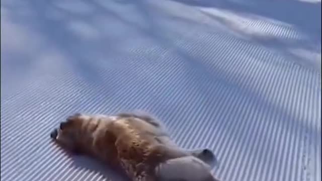 Funny Cats and Dogs Videos, Cute Dogs, Cute Cats Compilation