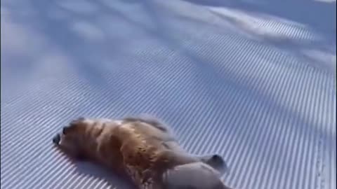 Funny Cats and Dogs Videos, Cute Dogs, Cute Cats Compilation