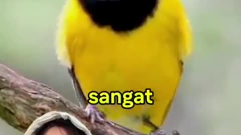 Membahas burung Peluit emas Australia (Momo bird) #kancilanemas #birdsounds #birdsinging #burung