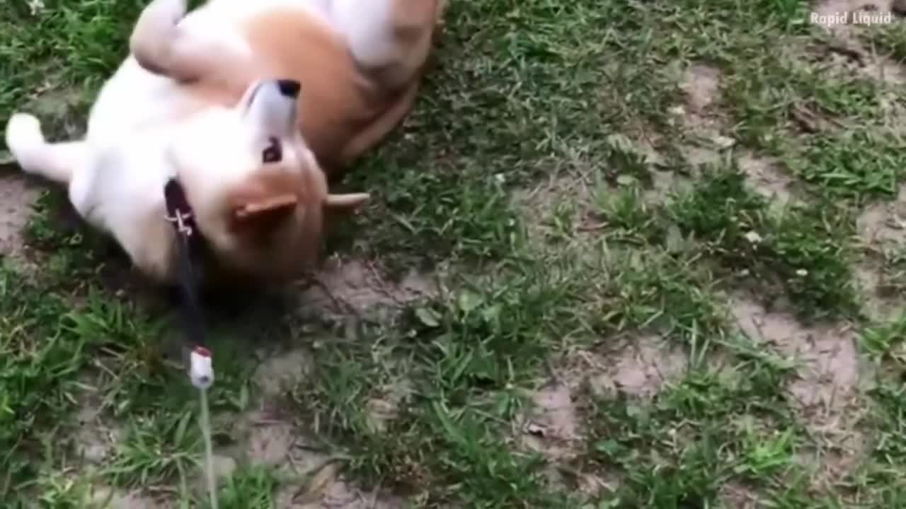 How to bathe a Shibes