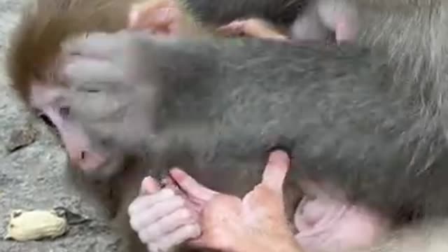 Cute China Monkey and Funny Love Monkey| Animals Love