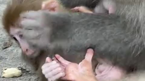 Cute China Monkey and Funny Love Monkey| Animals Love