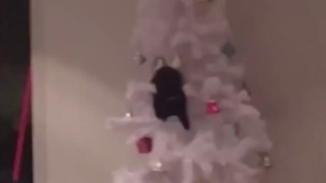 Cat and christmas tree ? NOT A GOOD IDEA Funny CAT videos