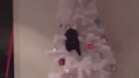 Cat and christmas tree ? NOT A GOOD IDEA Funny CAT videos