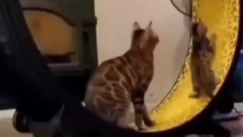 Cute baby cat 😺😺