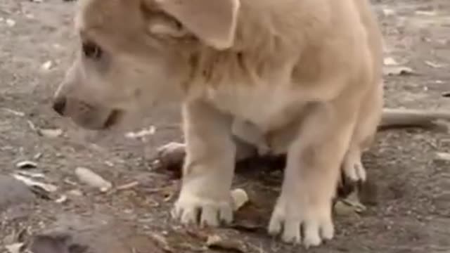 Dog video