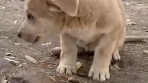 Dog video