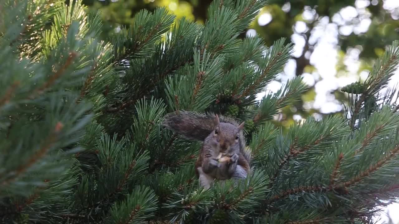 animals eating looking is very beautiful