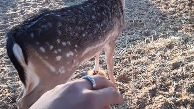 My sweet deer friend❤️😂