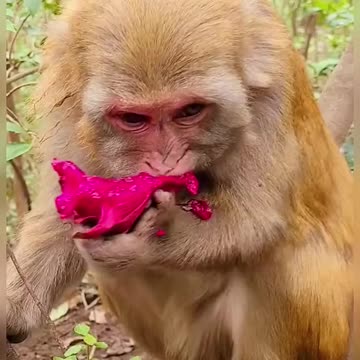 Guess what is eating this monkey
