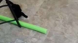 Cat Attacks Pool Noodle